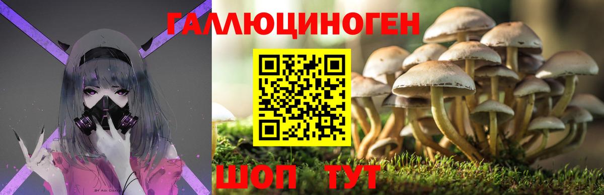 Курчалой  Псилоцибиновые грибы GOLDEN TEACHER  Псилоцибиновые грибы мицелий  Вход с VPN 